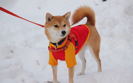 夜间跑步节，星空下的运动盛宴，夜间跑步对身体好吗怎样跑
