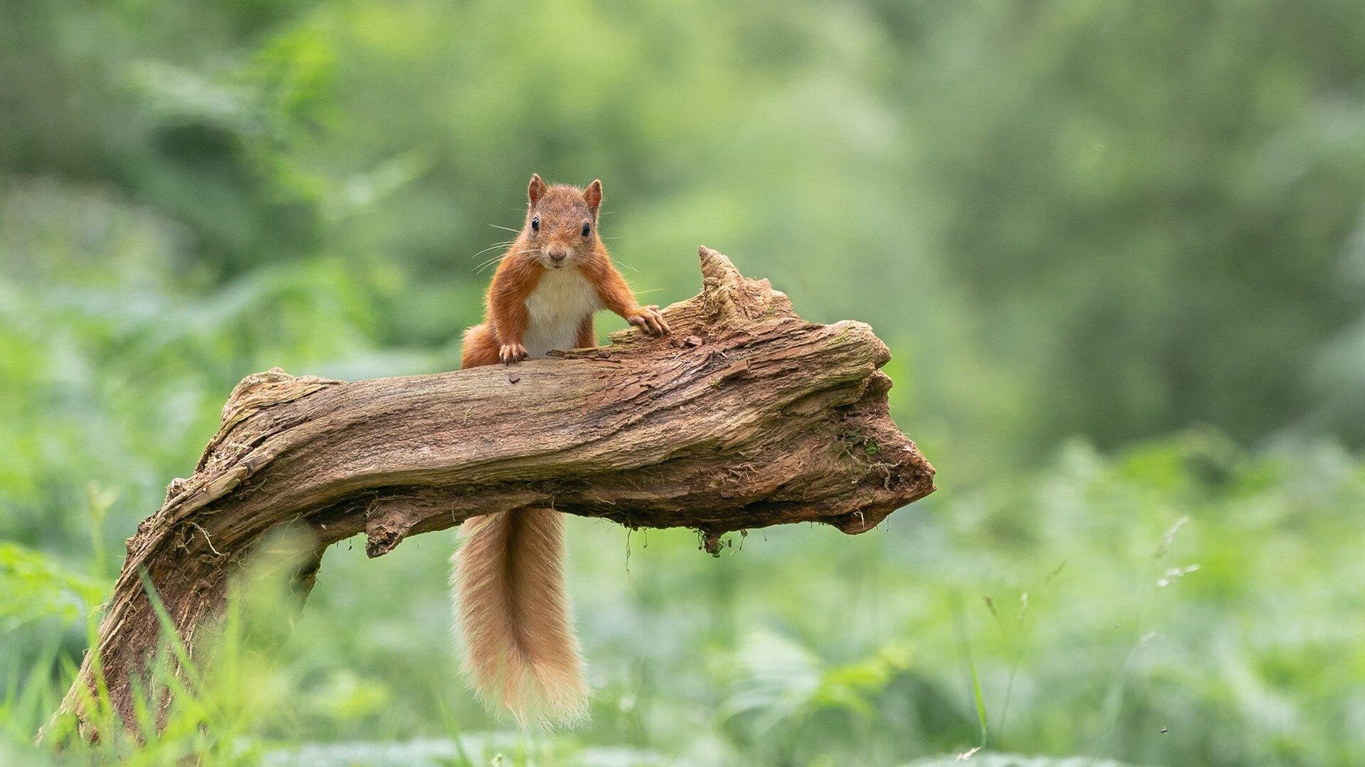 Kaiyun官方登录入口-巴西马术队在巴黎奥运会上勇夺团体三项赛金牌，展现强大实力。